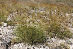 Thelesperma longipes