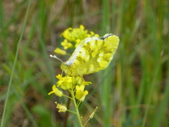 Zegris eupheme