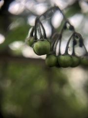 Solanum nigrescens