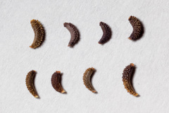 Thelesperma longipes