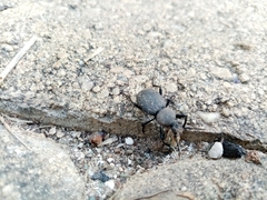 Cephalostenus orbicollis