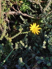 Osteospermum imbricatum