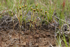 Picradeniopsis multiflora
