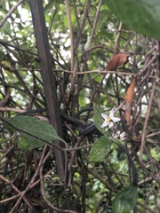 Solanum nigrescens