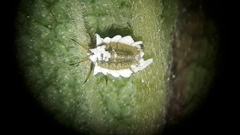 Insignorthezia insignis