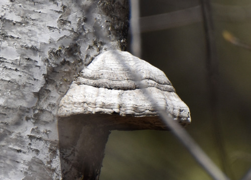 photo of Hoof Fungus (Fomes fomentarius)