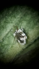 Insignorthezia insignis