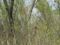 Phragmites australis