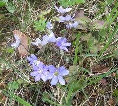Hepatica nobilis