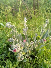 Cynoglossum cheirifolium