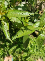 Ludwigia
