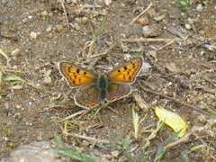 Lycaena bleusei