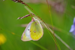 Colias phicomone