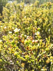 Diosma oppositifolia