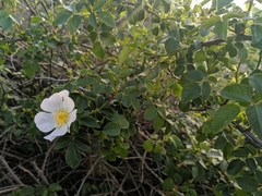 Rosa canina