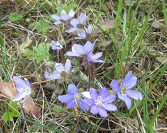 Hepatica nobilis