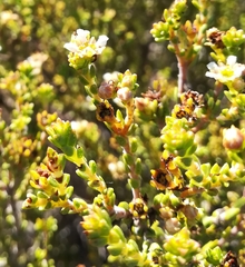 Diosma oppositifolia