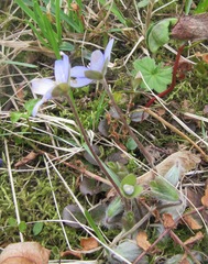 Hepatica nobilis
