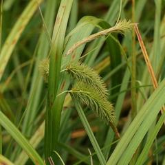 Carex fascicularis