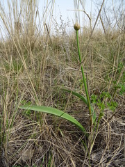 Allium tulipifolium