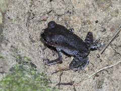 Leptobrachium hendricksoni