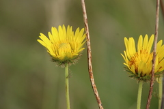 Berkheya speciosa
