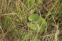 Berkheya speciosa