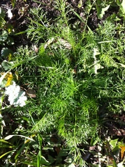 Tripleurospermum inodorum