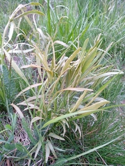 Puccinia sii-falcariae