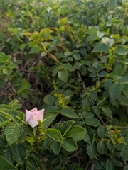 Rosa canina