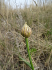 Allium tulipifolium