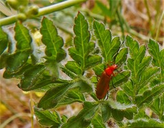 Rhagonycha fulvaliena