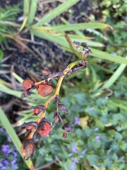 Crocosmia aurea aurea