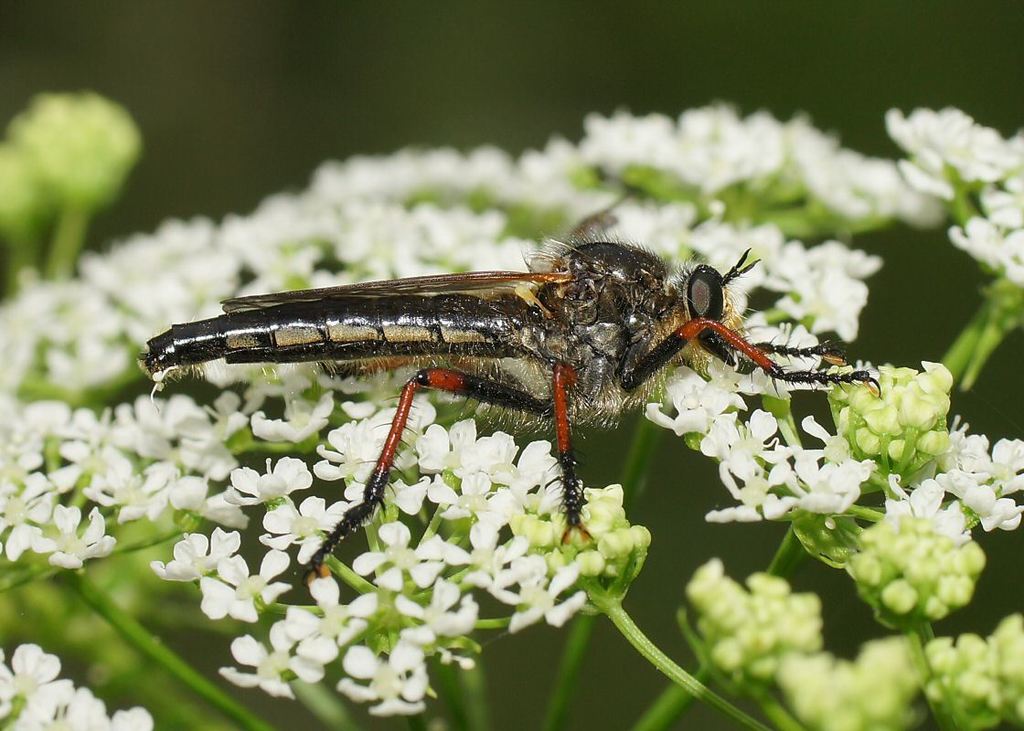 Neoscleropogon