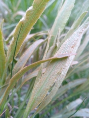 Puccinia sii-falcariae