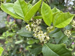 Ilex opaca