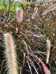 Cenchrus × cupreus