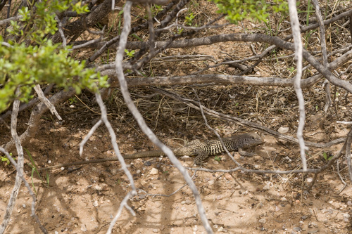 Aspidoscelis marmoratus