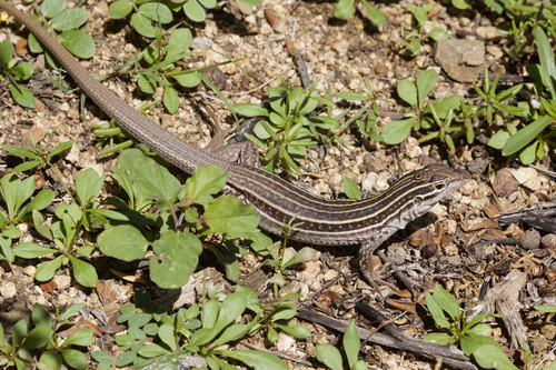 Sonoran Spotted Whiptail