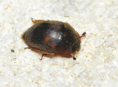 Amphicrossus ciliatus