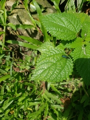 Hymenoptera