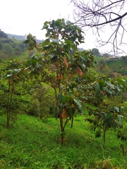 Croton magdalenensis