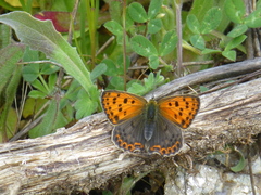 Lycaena bleusei
