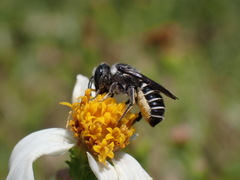 Megachile exilis