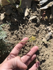 Lomatium observatorium