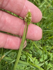 Carex mesochorea