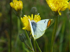 Zegris eupheme