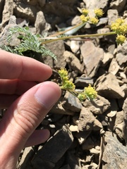 Lomatium observatorium