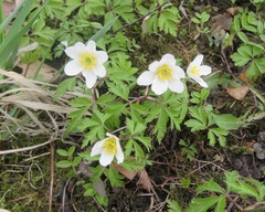 Anemonoides nemorosa