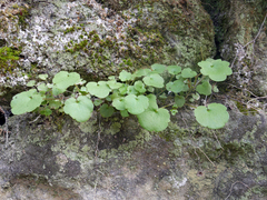 Cymbalaria